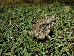 Duttaphrynus melanostictus