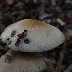 Agrocybe rivulosa