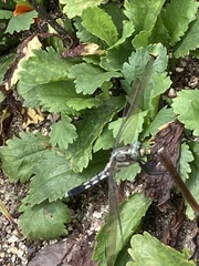 Orthetrum albistylum speciosum