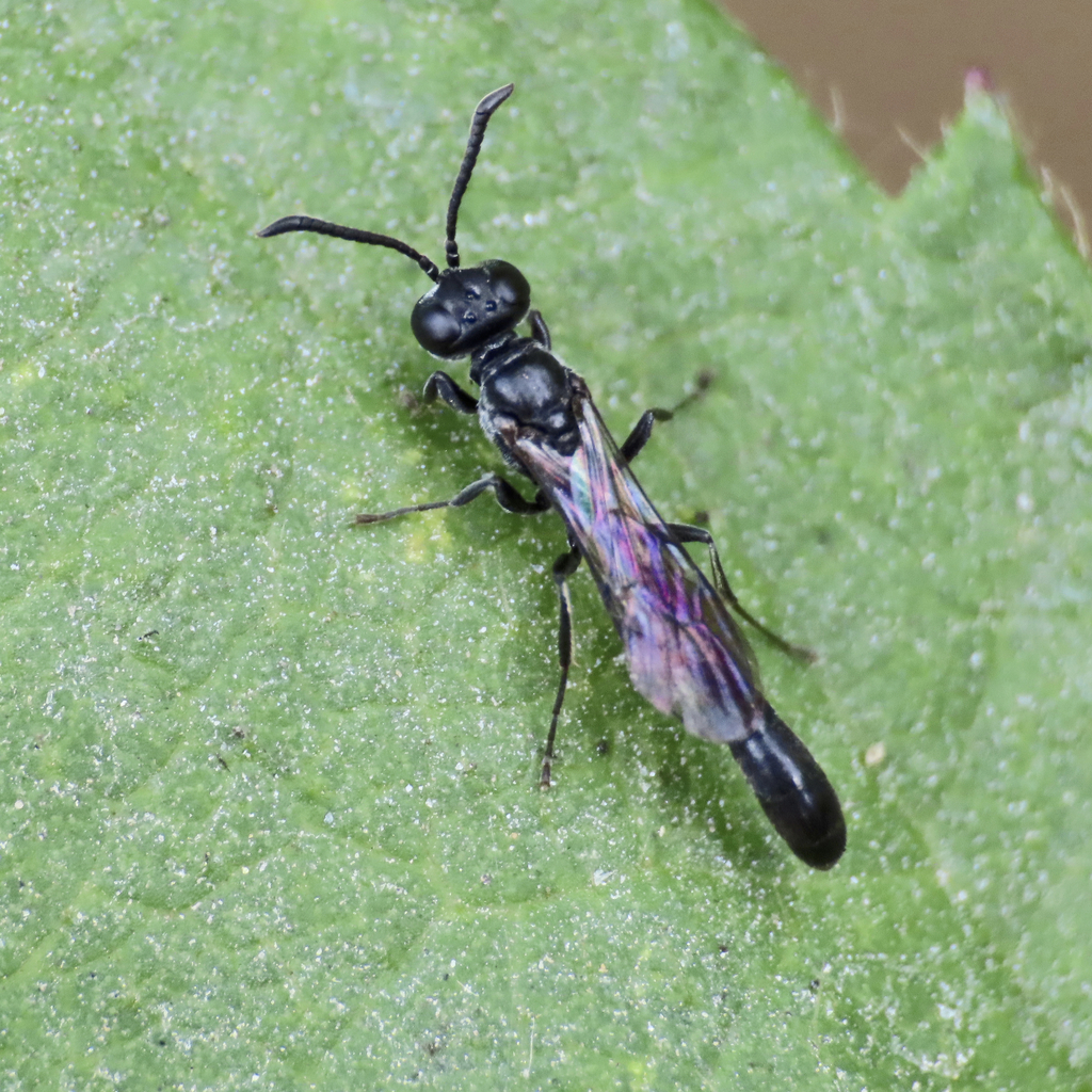 Trypoxylon sculleni