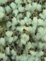 Grylloprociphilus imbricator