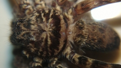 Heteropoda