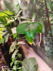 Adenia cordifolia