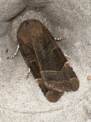 Noctua fimbriata
