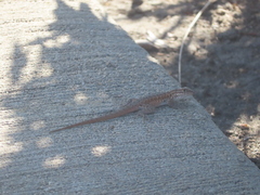 Uta stansburiana