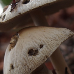 Agrocybe rivulosa