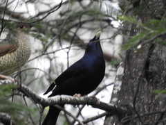 Ptilonorhynchus violaceus