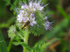 Helophilus trivittatus