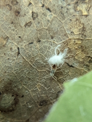 Grylloprociphilus imbricator