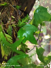 Adenia cordifolia