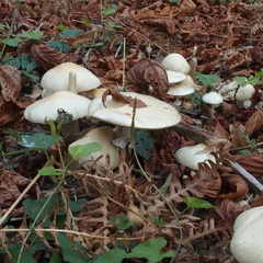 Agrocybe rivulosa