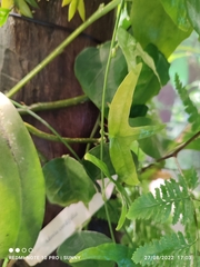 Adenia cordifolia