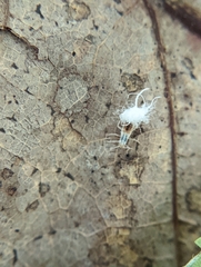 Grylloprociphilus imbricator