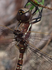 Adversaeschna brevistyla