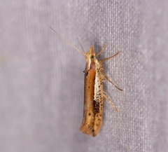 Ypsolopha parenthesella