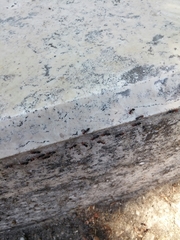 Crematogaster scutellaris
