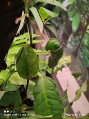 Adenia cordifolia