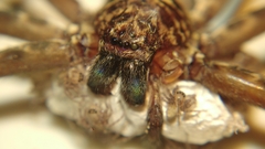 Heteropoda