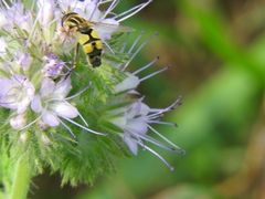 Helophilus trivittatus