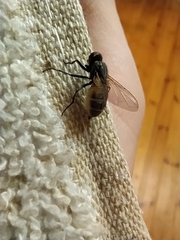 Entomophthora muscae