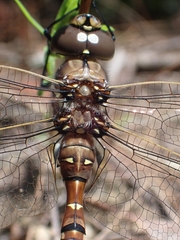 Adversaeschna brevistyla