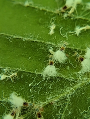 Grylloprociphilus imbricator