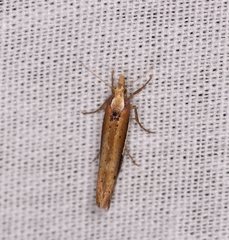 Ypsolopha parenthesella