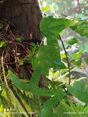 Adenia cordifolia