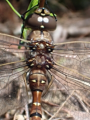 Adversaeschna brevistyla