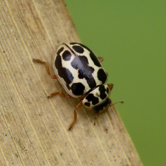 Anisosticta