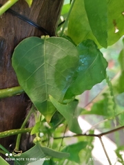 Adenia cordifolia