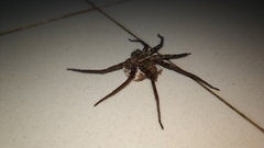 Heteropoda