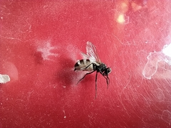 Entomophthora muscae