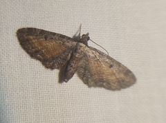 Eupithecia icterata
