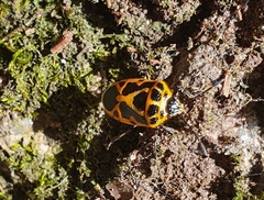 Eurydema dominulus