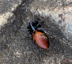 Castianeira walsinghami