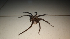 Heteropoda