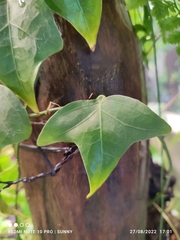 Adenia cordifolia