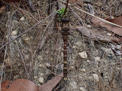 Adversaeschna brevistyla