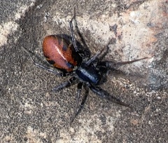 Castianeira walsinghami