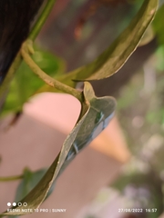 Adenia cordifolia