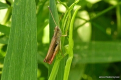 Gomphocerippus rufus