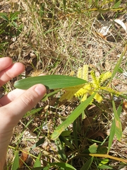Acacia longifolia