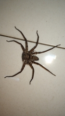 Heteropoda