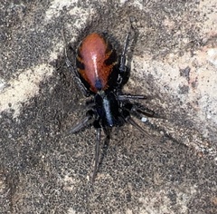 Castianeira walsinghami