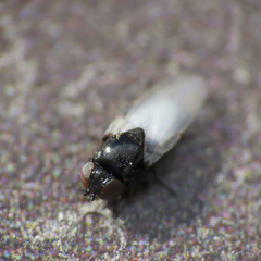 Milichiidae