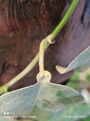Adenia cordifolia