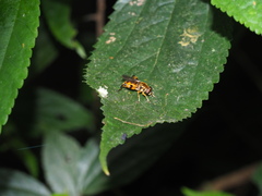 Diptera