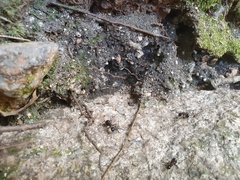 Polyrhachis lamellidens