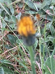 Scorzoneroides autumnalis